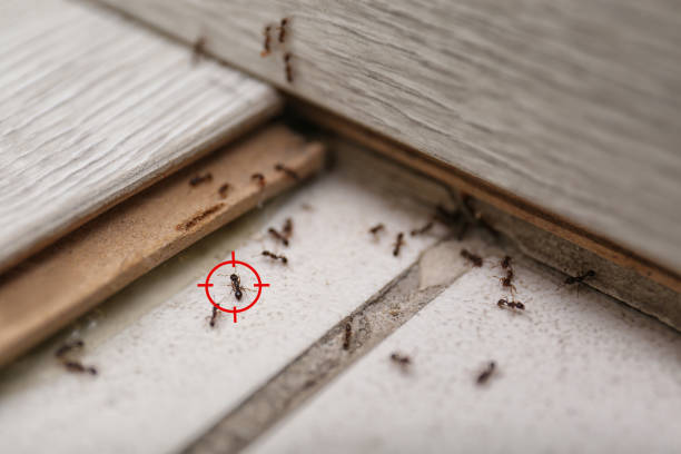 Best Ant Control Services  in Urbana, MD