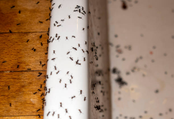 Best Wildlife Control Services  in Urbana, MD